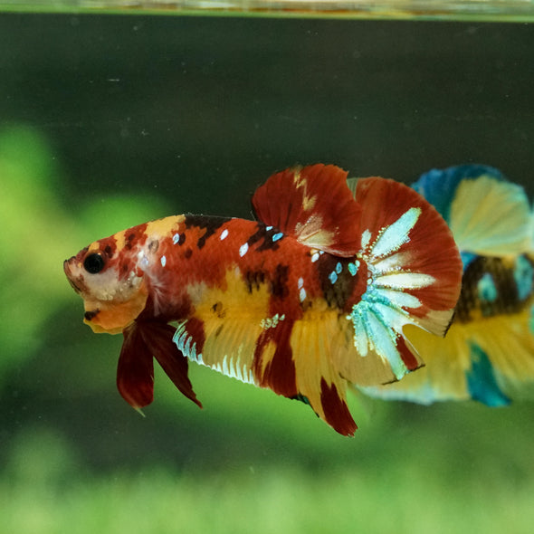 Multicolor/Galaxy Koi Plakat -16 weeks Old