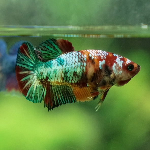 Multicolor Koi Plakat - Female