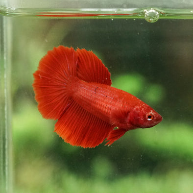 Super Red Halfmoon- Female