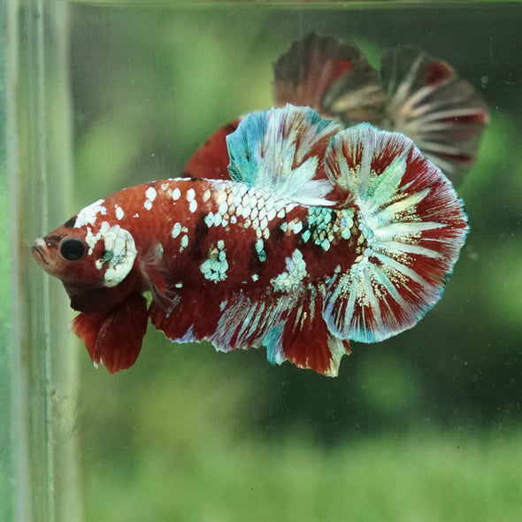 Multicolor/Galaxy Koi Plakat -15 weeks Old