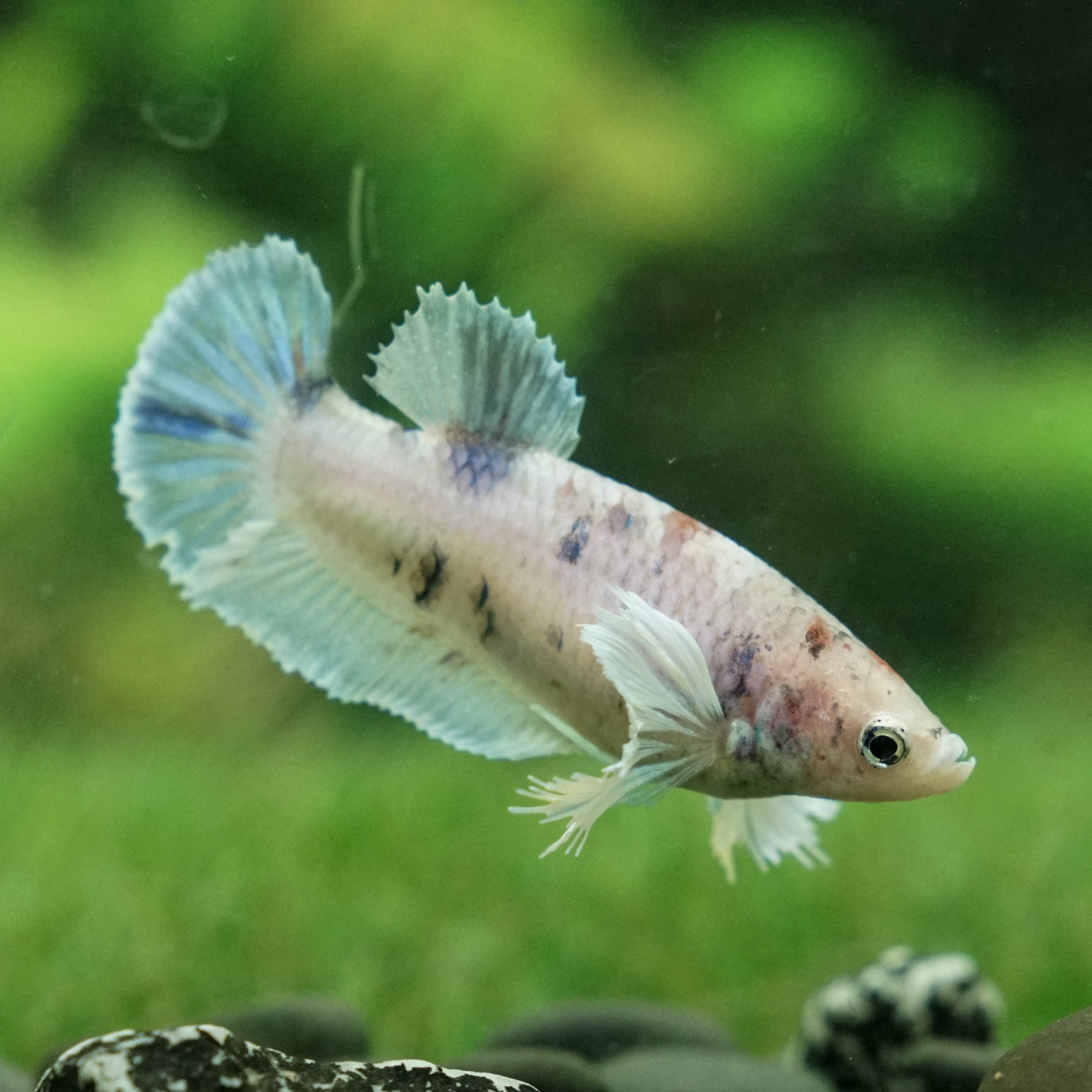 Candy Koi Dumbo Plakat- Female – Betta Squad USA, LLC.