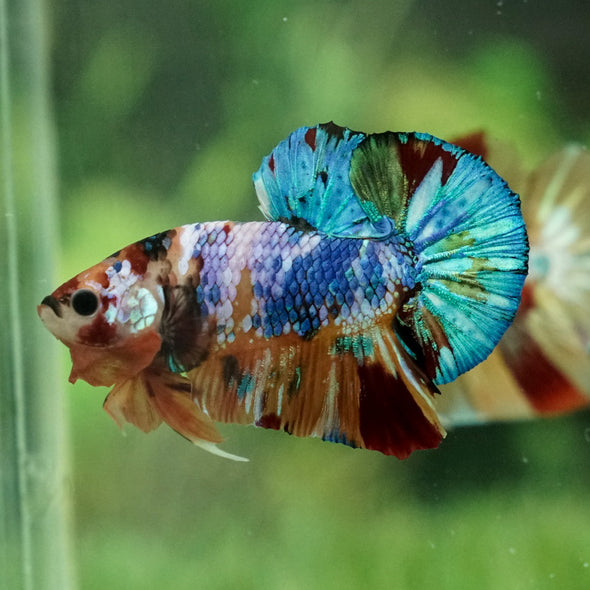 Multicolor/Galaxy Koi Plakat -15 weeks Old