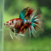 Galaxy Koi Halfmoon - 14 weeks old