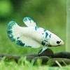 Blue/Green Dalmatian Plakat- Female