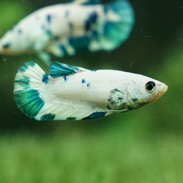 Blue/Green Dalmatian Plakat- Female