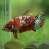 Multicolor/galaxy Koi Plakat- Female