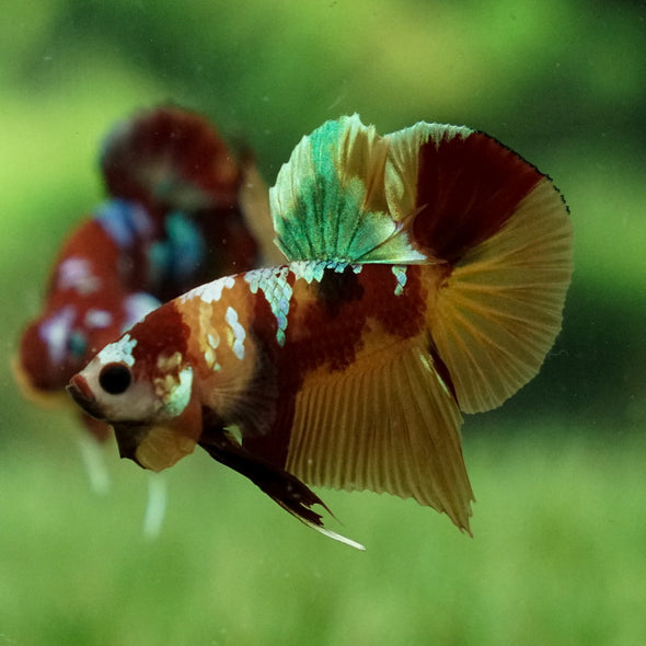 Multicolor/Galaxy Koi Plakat -15 weeks Old