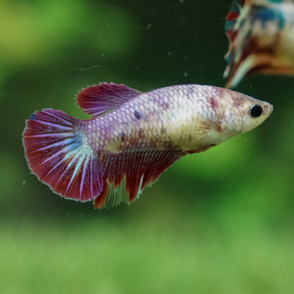 Koi Halfmoon Female - 12 weeks old