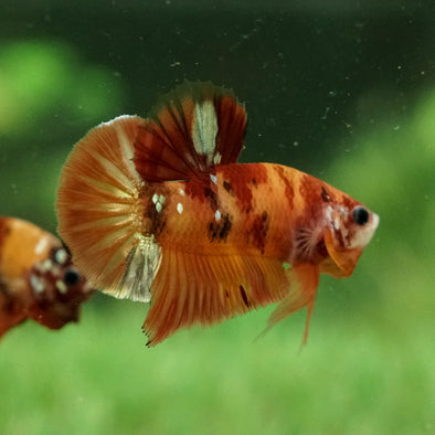 Copper/Gold Galaxy Koi Plakat - 12Weeks Old