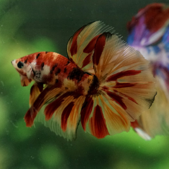 Galaxy Koi Halfmoon - 12 weeks old