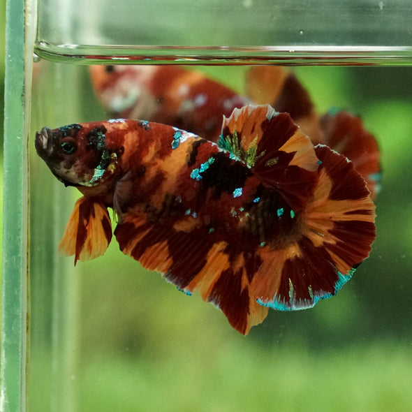 Giant Hybrid Multicolor/Galaxy Koi-15 weeks Old