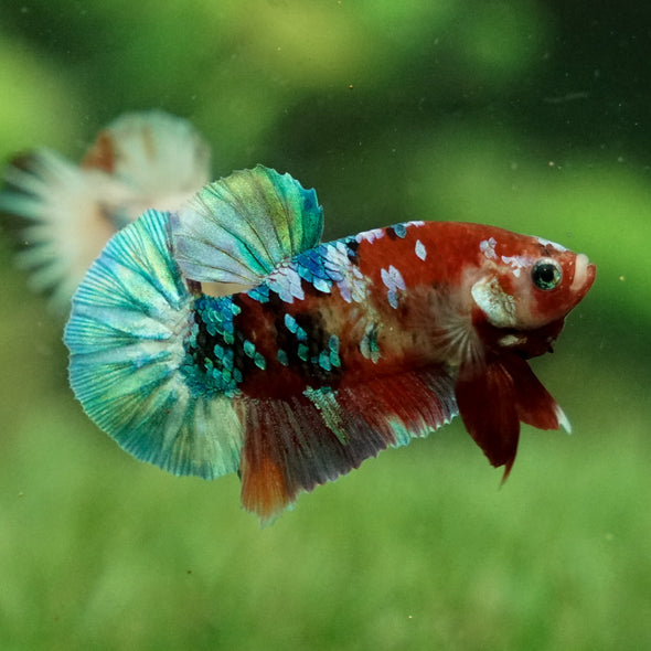 Multicolor/Galaxy Koi Plakat -11 weeks Old