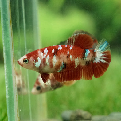 Multicolor/galaxy Koi Plakat- Female