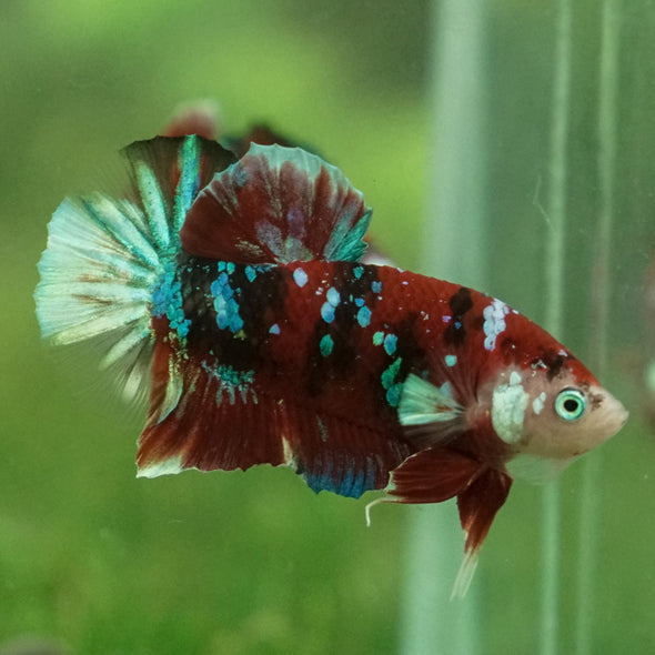 Multicolor/Galaxy Koi Plakat -13 weeks Old