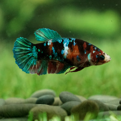 Galaxy Koi Plakat- Female