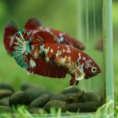 Multicolor/galaxy Koi Plakat- Female