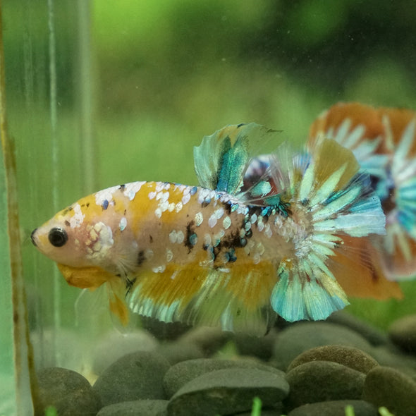 Multicolor/Galaxy Koi Plakat -13 weeks Old