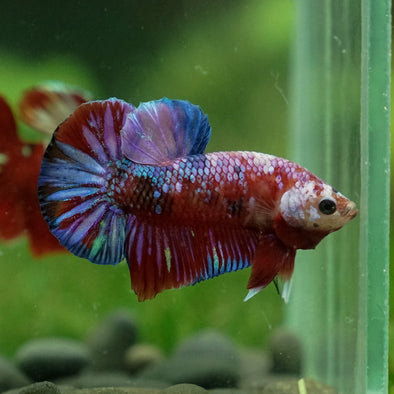 Multicolor/Galaxy Koi Plakat -13 weeks Old