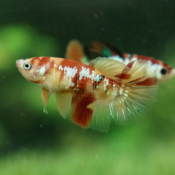 Koi Halfmoon - Female