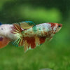 Multicolor Galaxy Halfmoon- Female