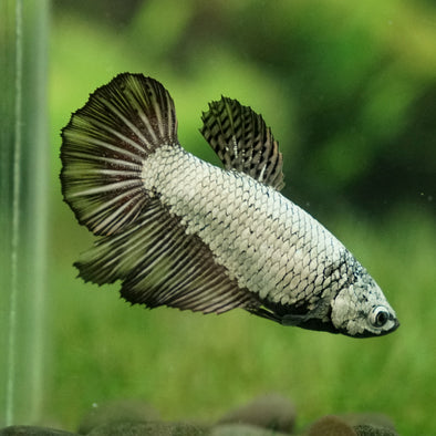 Dragon Halfmoon - Female