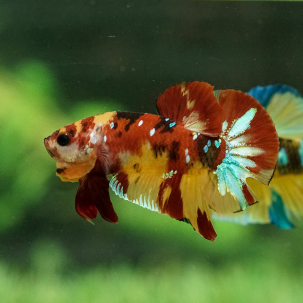 Multicolor/Galaxy Koi Plakat -16 weeks Old