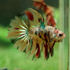 Galaxy Koi Halfmoon - 12 weeks old