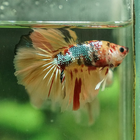 Galaxy Koi Halfmoon - 14 weeks old