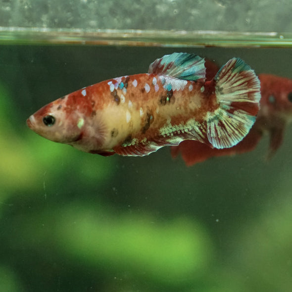 Multicolor/ Galaxy Koi Plakat- Female- 16 Weeks Old