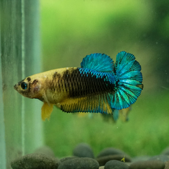 Yellow Fancy Plakat 13 Week Old- Female