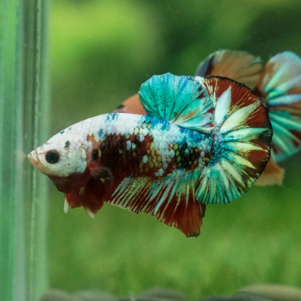 Multicolor/Galaxy Koi Plakat -11 weeks Old