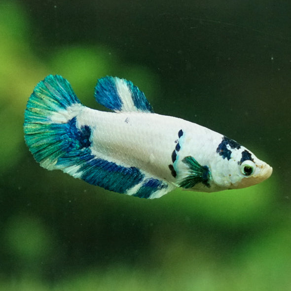 Blue/Green Dalmatian Plakat- Female