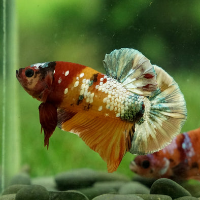 Multicolor/Galaxy Koi Plakat -15 weeks Old