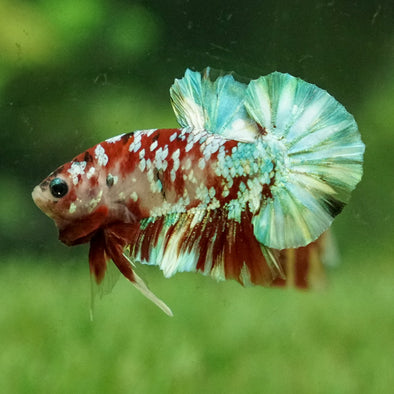 Multicolor/Galaxy Koi Plakat -15 weeks Old