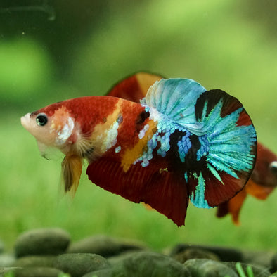 Multicolor/Galaxy Koi Plakat -15 weeks Old