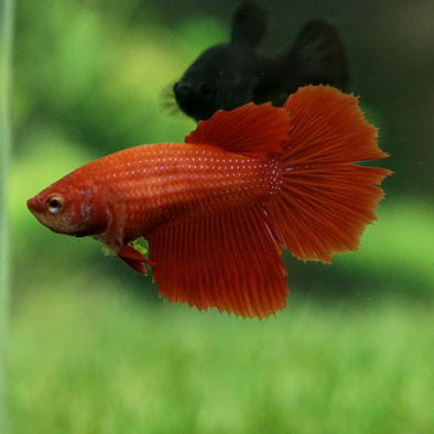 Halfmoon - Female