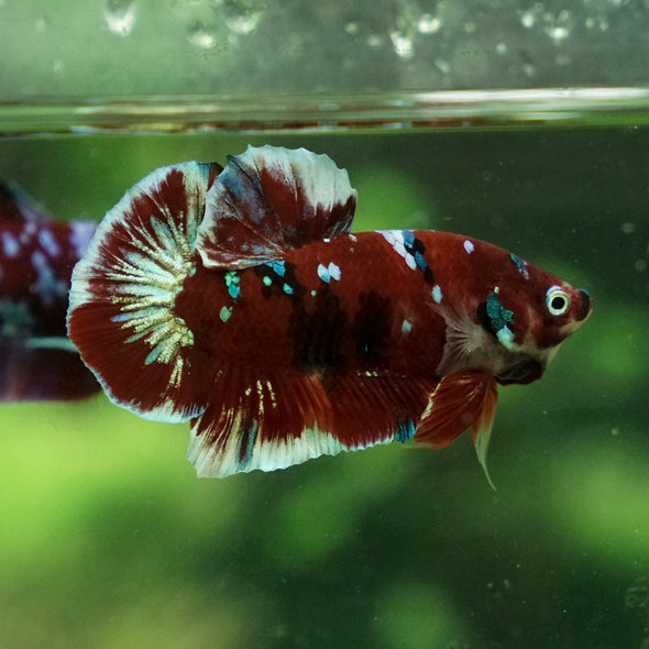 Multicolor/Galaxy Koi Plakat -13 weeks Old