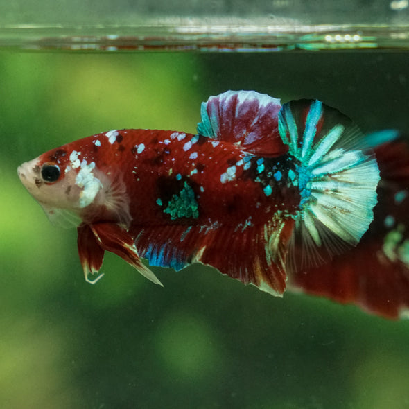 Multicolor/Galaxy Koi Plakat -13 weeks Old