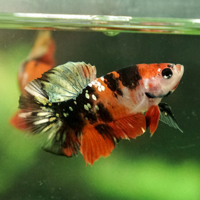 Multicolor/Galaxy Koi Plakat -11 weeks Old