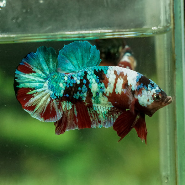 Multicolor/Galaxy Koi Plakat -12 weeks Old