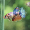 Multicolor Galaxy Halfmoon- Female