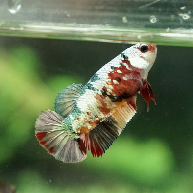 Multicolor/galaxy Koi Plakat- Female