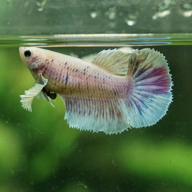 Dumbo Halfmoon - Female