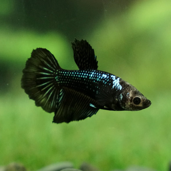 Black Halfmoon- Female