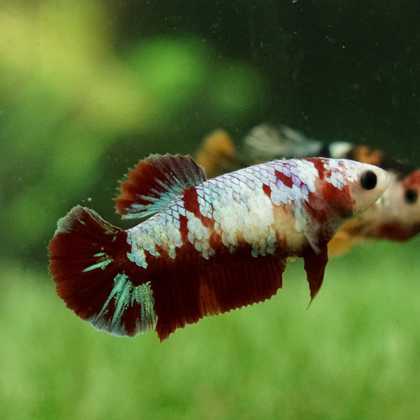 Multicolor/galaxy Koi Plakat- Female