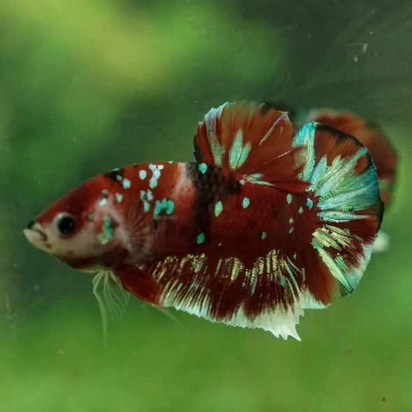 Multicolor/Galaxy Koi Plakat -13 weeks Old