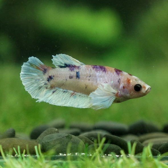 Candy Dumbo- Female