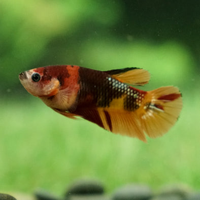 Multicolor/galaxy Koi Plakat- Female