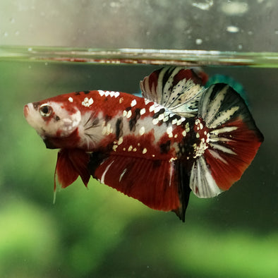 Copper/Gold Galaxy Koi Plakat - 14 Weeks Old