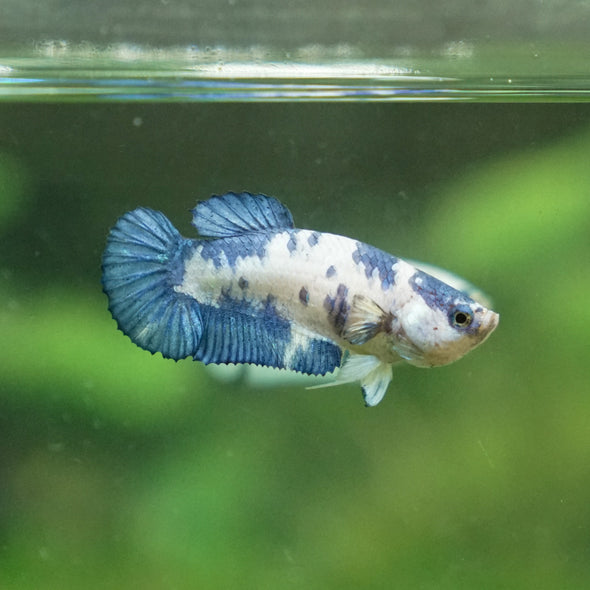 Blue/Green Dalmatian Plakat- Female